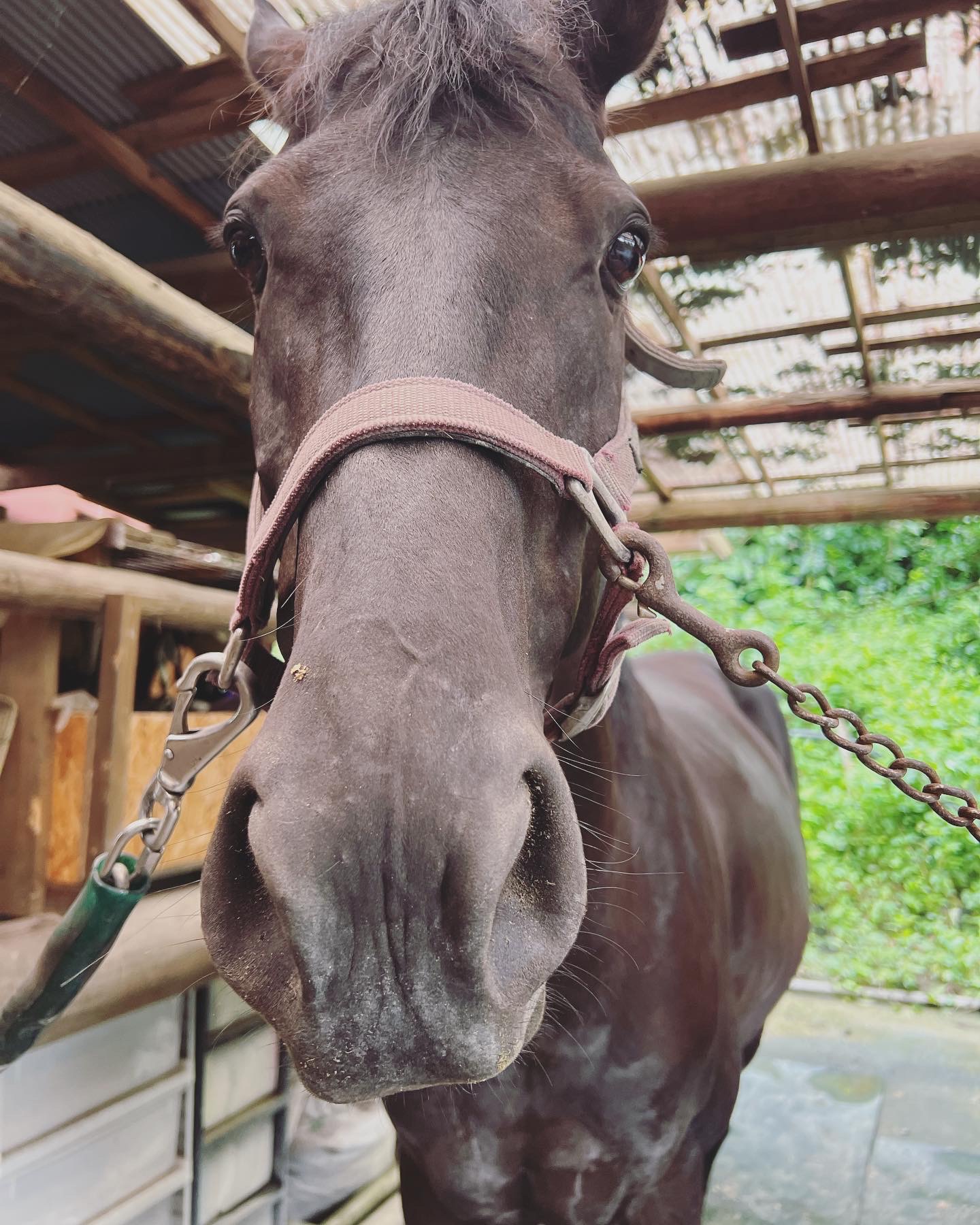 乗馬の魅力
